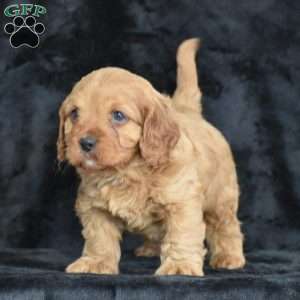 Rascal, Cavapoo Puppy